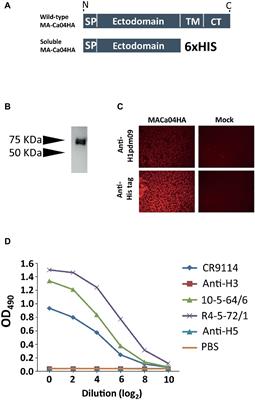 Soluble Recombinant Hemagglutinin Protein of H1N1pdm09 Influenza Virus Elicits Cross-Protection Against a Lethal H5N1 Challenge in Mice